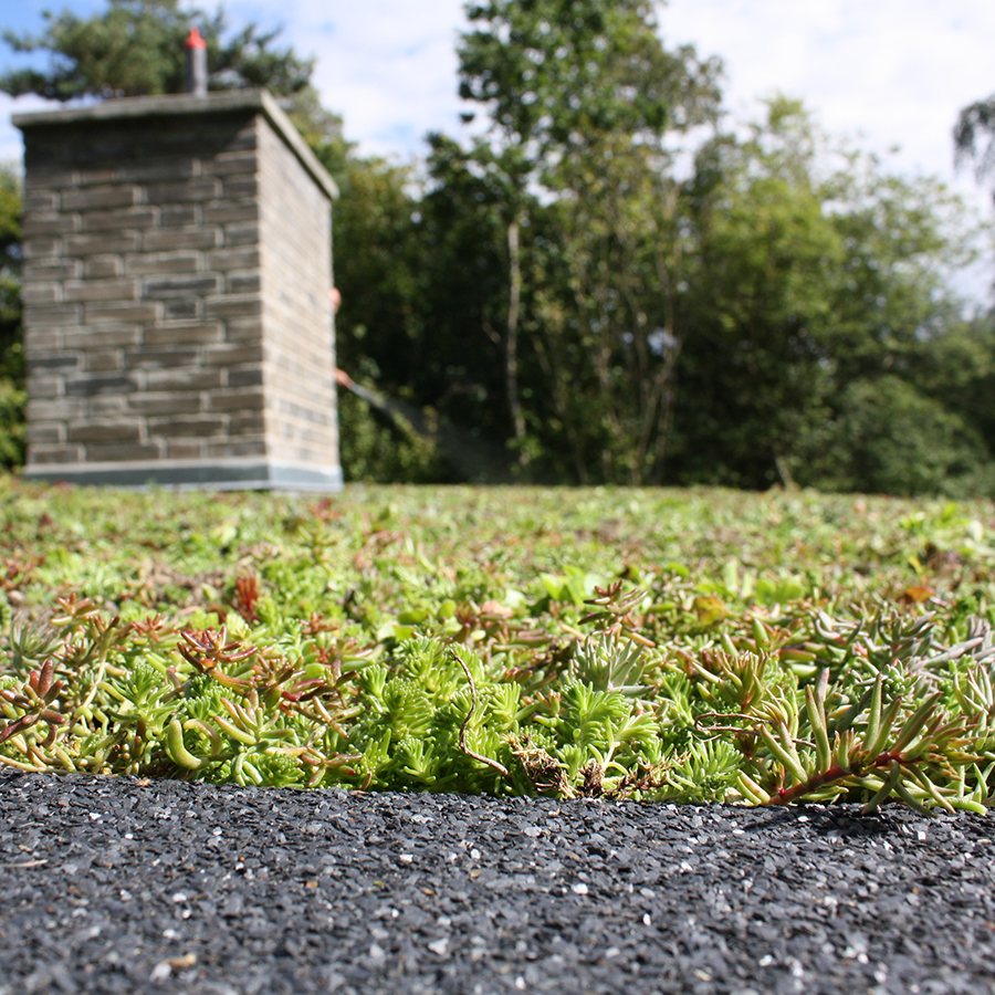 Bgreen It Sedumbakker 900X900px 1